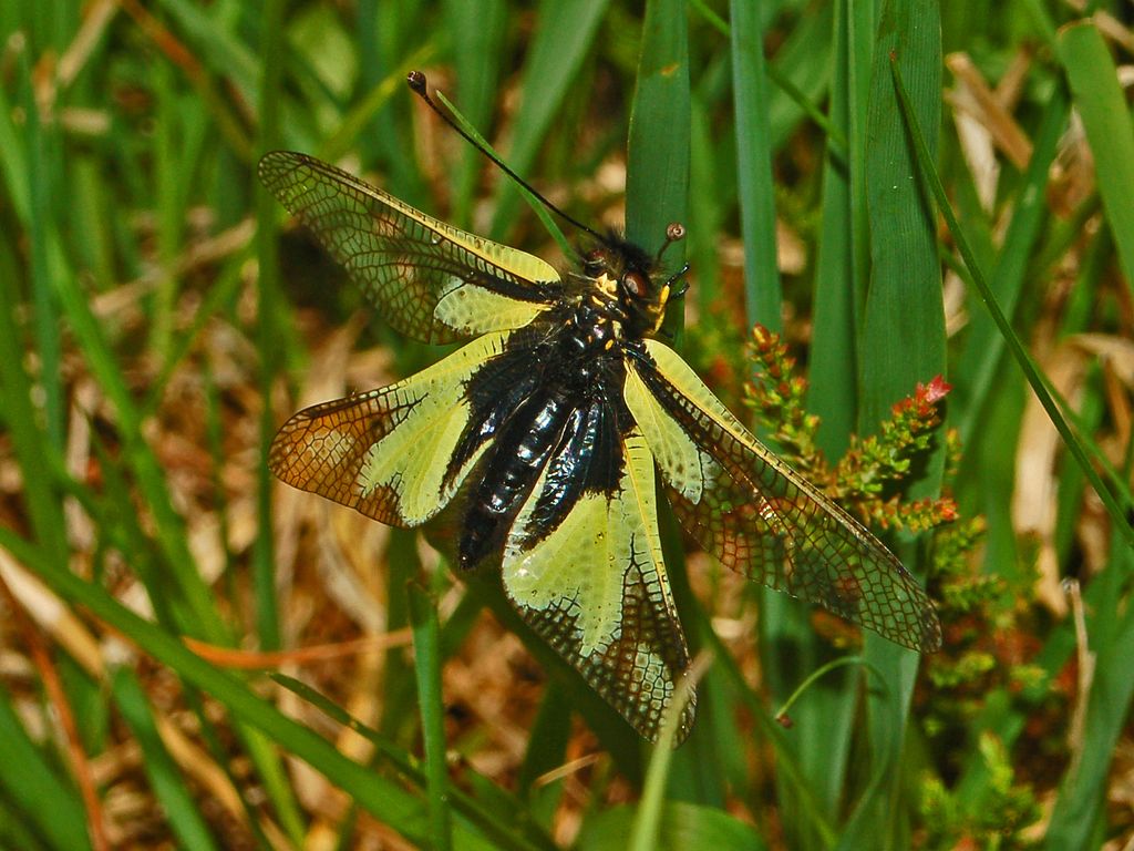 Libelloides coccajus